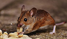 24 Hour & Emergency Exterminators in Marion, OH